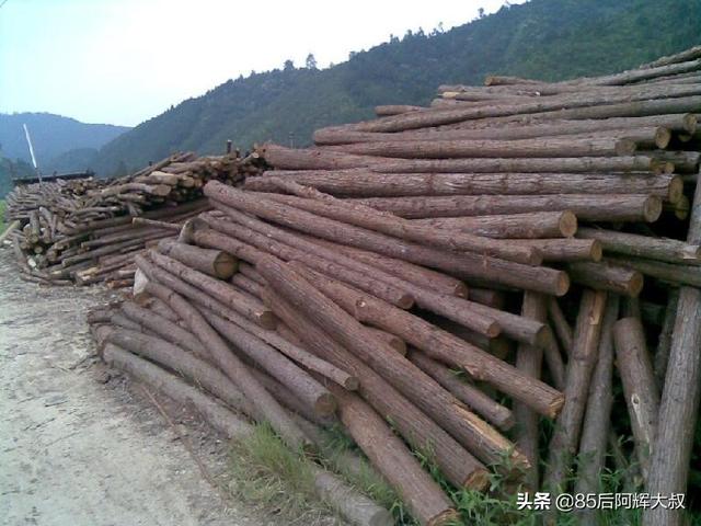 国家扶持种植药材项目 湖南山区适合种什么树，种什么树收入高？