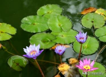 睡莲怎么种植方法，睡莲怎样种植方法