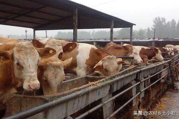 河南养殖业概况介绍 河南地域从事养殖什么东西好？