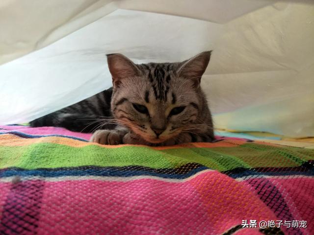 我们家狗老偷吃我们家猫的猫粮怎么办