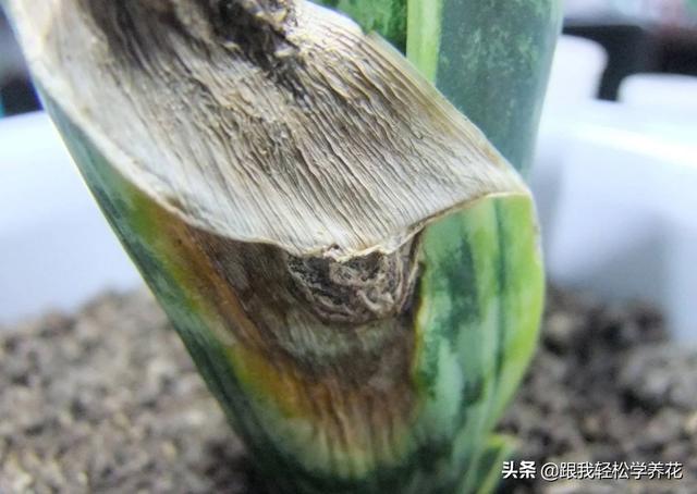 虎皮兰叶子枯萎，请问是怎么回事？可以挽救吗,第1张