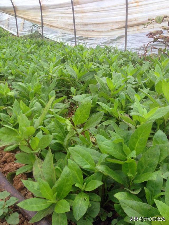 蔬菜栽培技术视频教程全集 蔬菜种植大户一般关注什么？