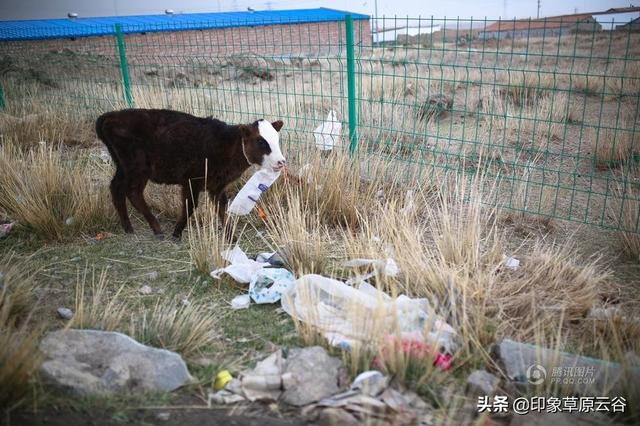 网红草原遍地垃圾 草原 网红