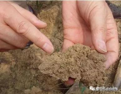 土壤酸化怎么改善好一点(图2)