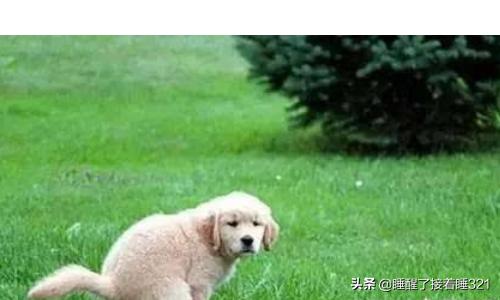 金毛犬饲养7大注意事项