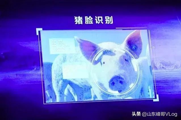 丁磊养猪赚了多少钱？