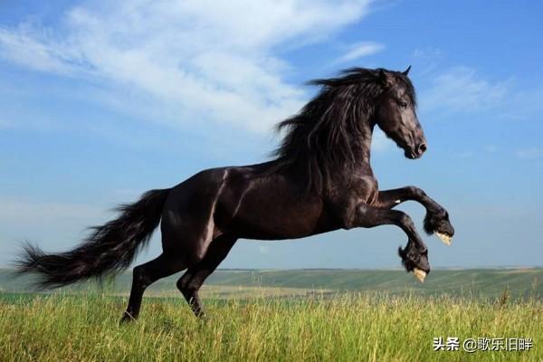 寵物馬視頻?寵物馬價格及圖片!