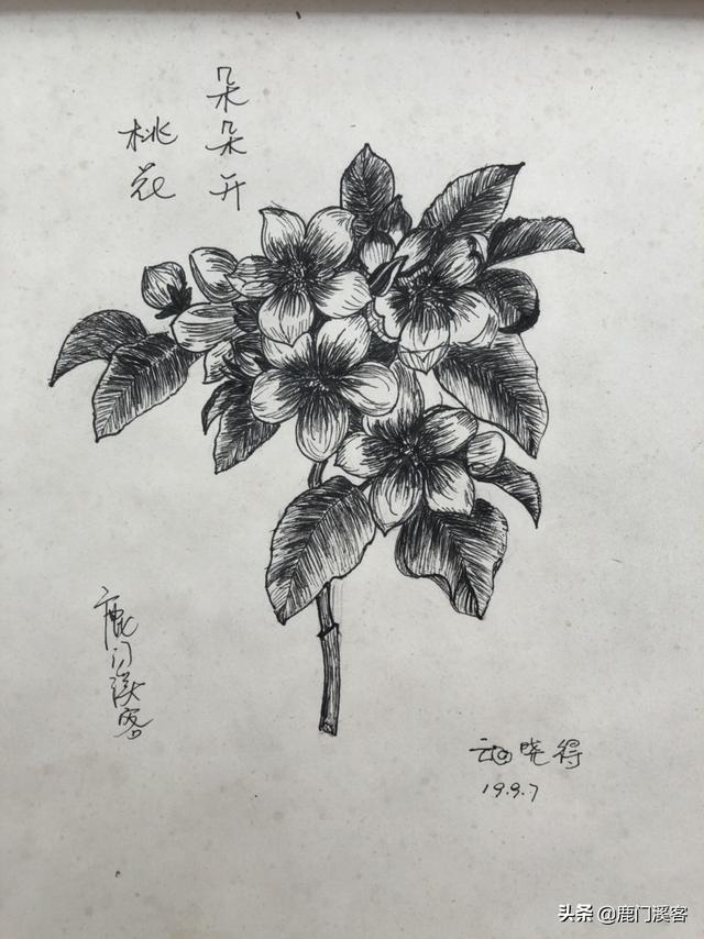 简单黑白线描花卉? 简单黑白线描花卉图片!