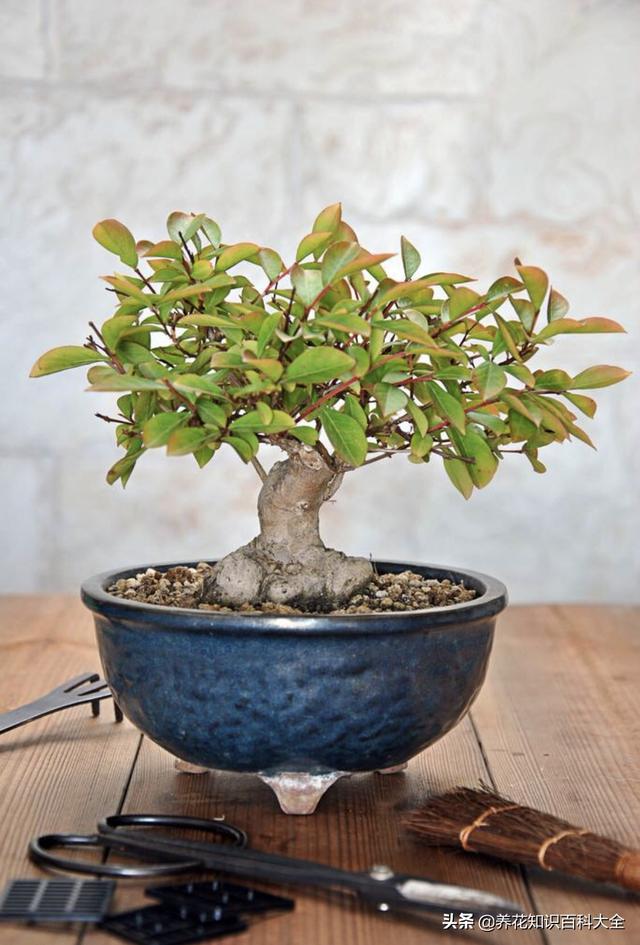 树群内树木栽植距离要 浇水多久-树群内树木栽植距离要 浇水多久呢