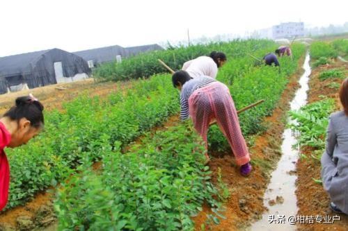 绿化种植的最佳时间