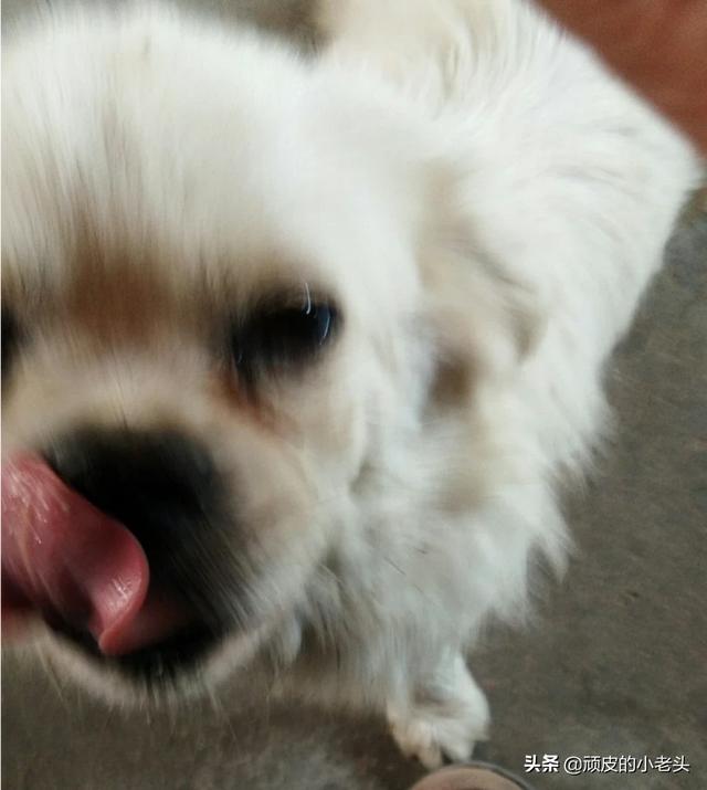 人當寵物?人當寵物養!