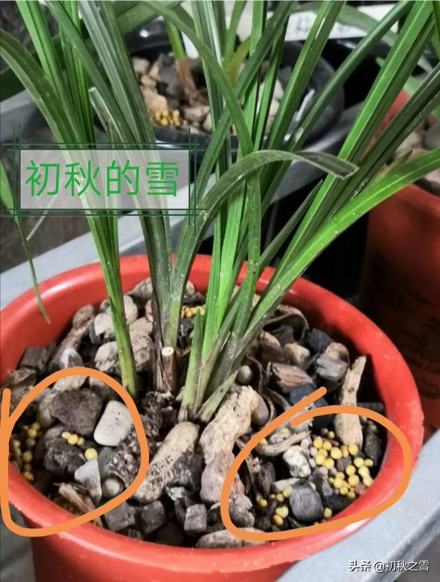 兰花要喂什么饲料才能长得更快而且开花？兰花要喂什么饲料才能长得更快而且开花呢