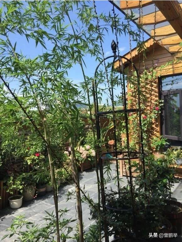 庭院绿化（庭院绿化图片）