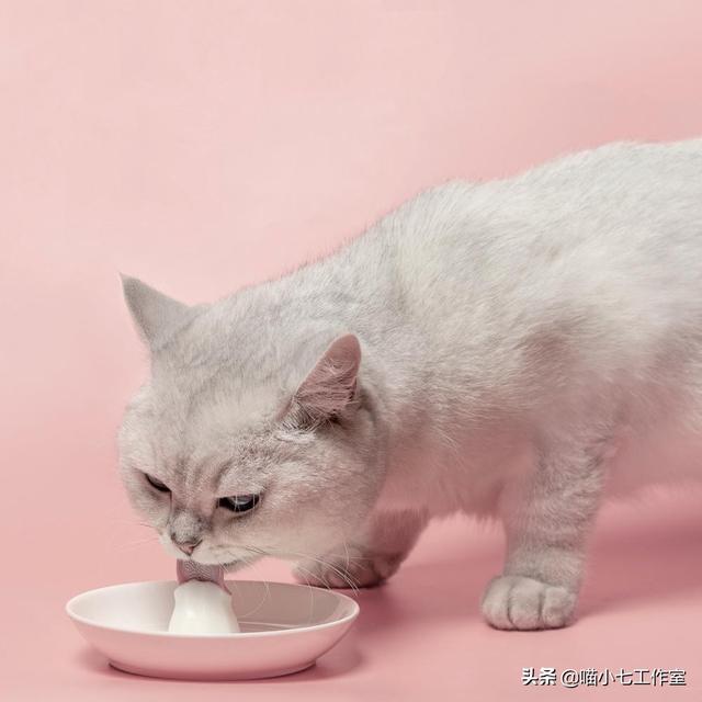 正规领养宠物猫的平台是，正规领养宠物猫的平台是哪个