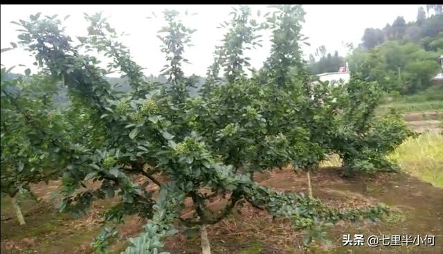 丰县粮食价格行情查询表，丰县粮食价格行情查询表最新