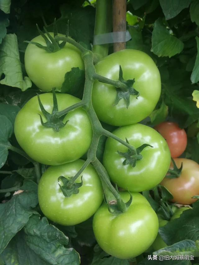未来农村种植什么最赚钱 大棚种植蔬菜能赚钱吗？