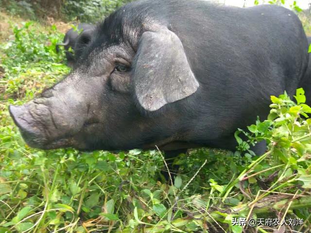 为什么粮食价格会高于生猪，为什么粮食价格会高于生猪价格