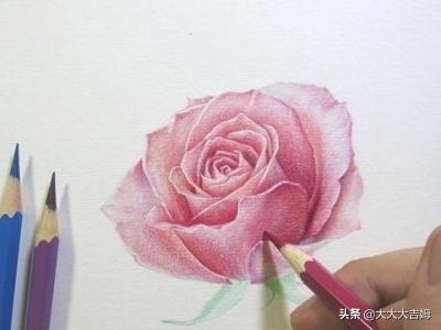 素描花卉画法? 素描花卉画法教案!