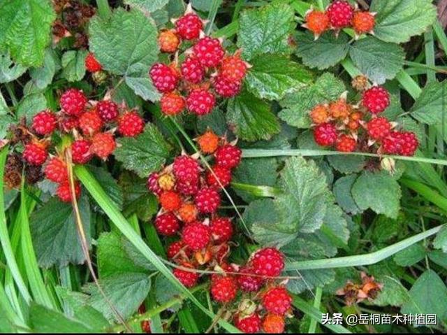 广西恭城瘦肉猪价钱 - 百度-恭城县屠宰场