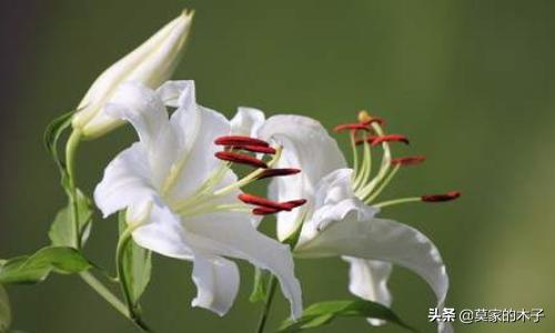 水养百合花的养护技巧？