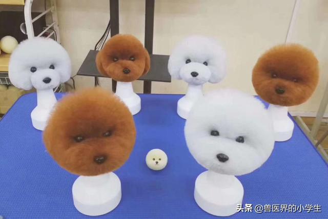 兽医专业成人自考 哪里有教学质量好的宠物医生成年人短期速成班？