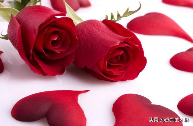 一朵玫瑰花-一朵玫瑰花代表什么意思