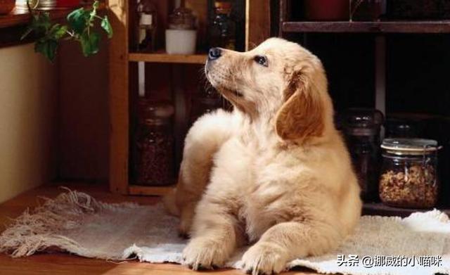 金毛犬有泪痕怎么办,第4张