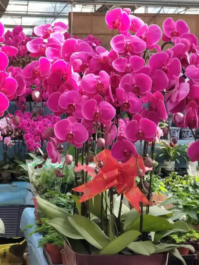 天津花卉批发市场（天津花卉批发市场在哪里）