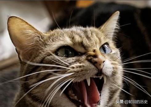 猫生气的叫声是什么,第3张