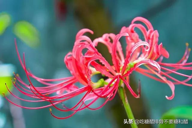 曼珠沙华美图（曼珠沙华美图刺客伍六七）