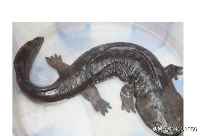 娃娃鱼是什么样子的图片