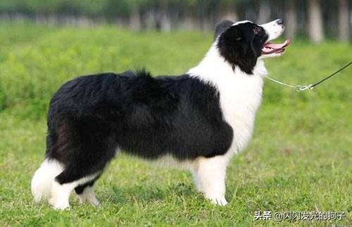 三个月边牧掉毛怎么办