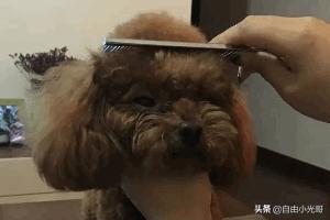 迪泰狗吃什么(泰迪狗狗吃什么)