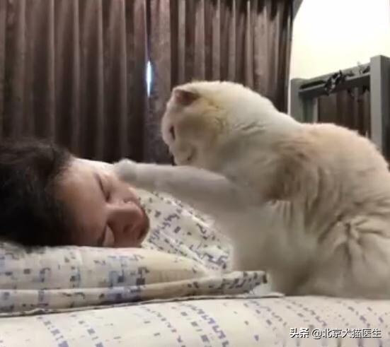 猫为什么喜欢早上跟主人撒娇,第7张