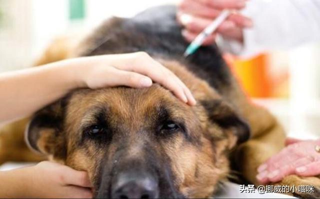 产妇缺钙如何食补(图4)