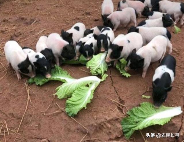 湖南宁乡2023年8月11号猪价-湖南宁乡猪价多少