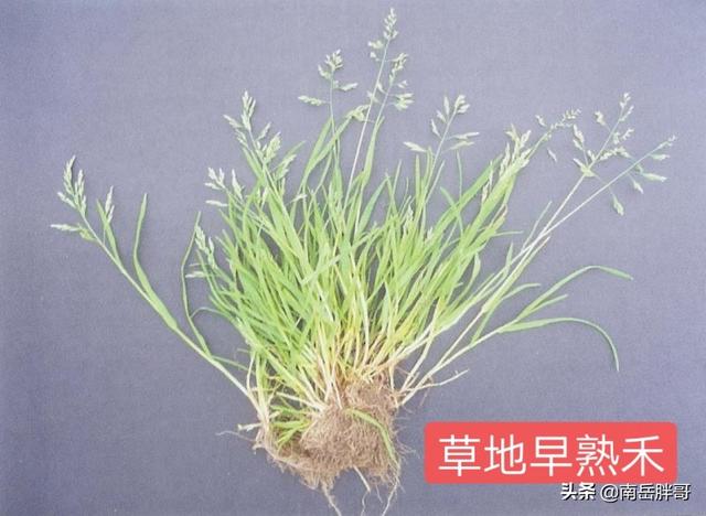 果岭草 （果岭草草坪优缺点）