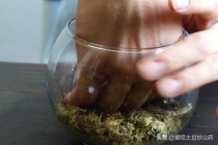 [景观设计的视频]视频+图文：苔藓微景观生态瓶制作过程教程？