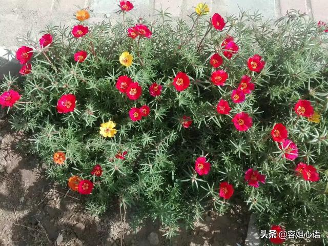 庭院花卉种植设计简图