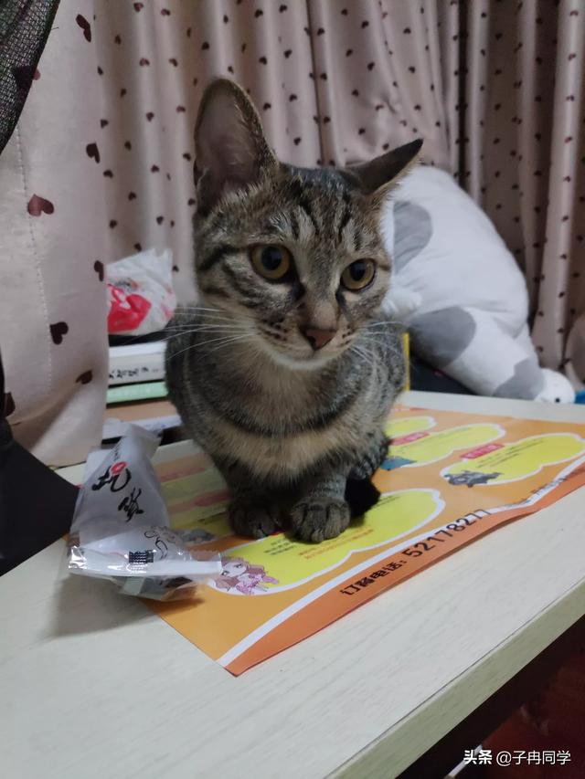 養寵物圖片?文明飼養寵物圖片!
