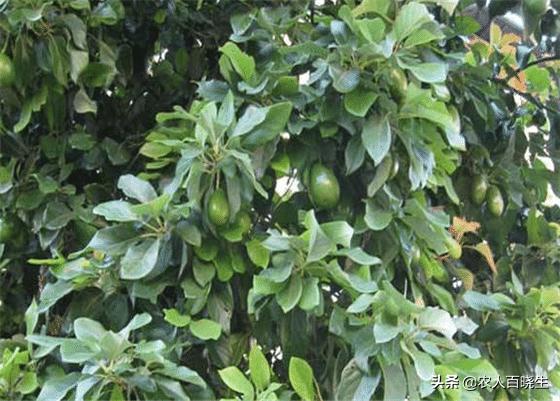 牛油果的种植方法，牛油果的种植方法和步骤