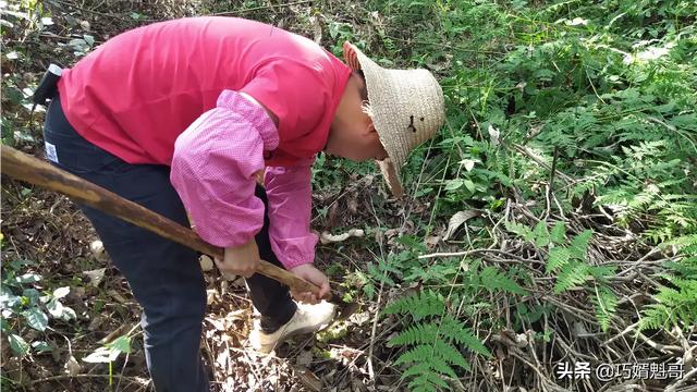 高楼蔬菜合作社，蔬菜基地合作社