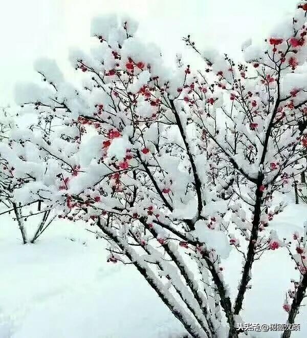 傲骨梅无仰面花?傲骨梅无仰面花虚心竹有低头叶的意思!