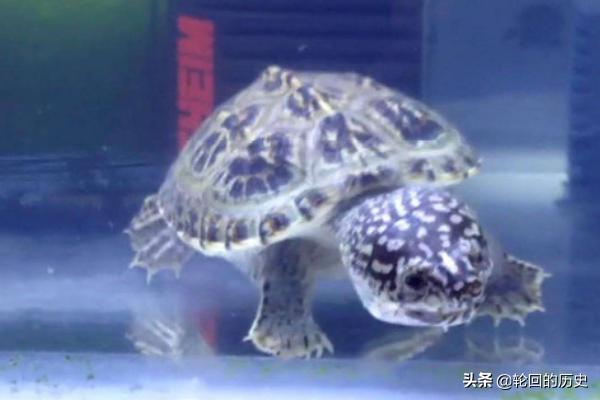 剃刀龟怎么养,第4张