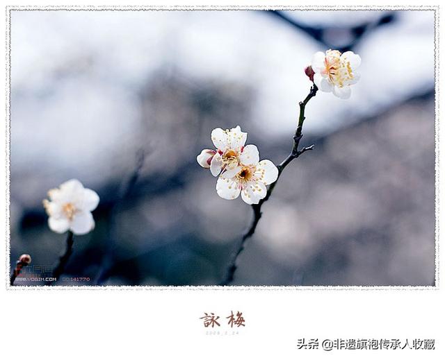 梅花图片大全 （梅花图片大全高清图片）