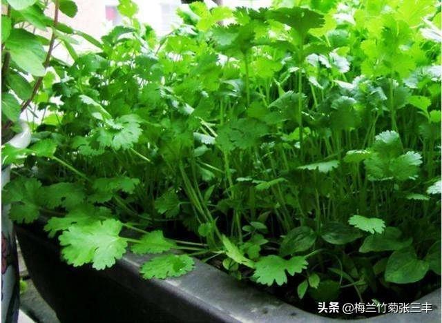 想在阳台种植什么菜,想在阳台种植什么菜好