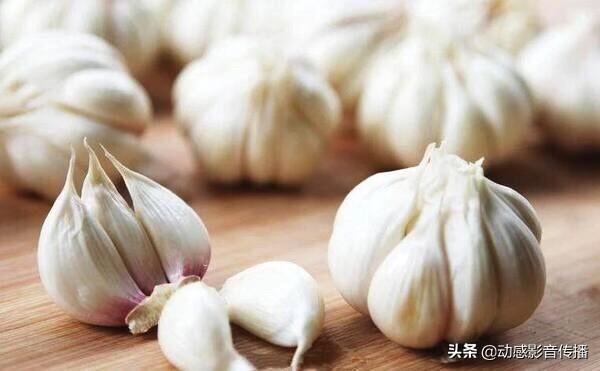 济南市商河县大蒜多少钱