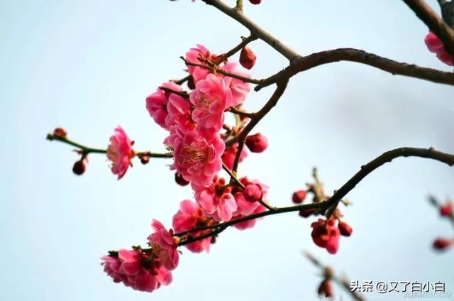 表达爱情的花卉?表达爱情的花卉有哪些!