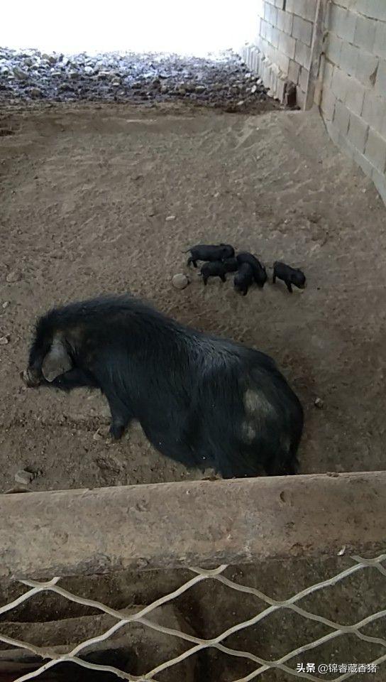 养杂交野猪需要办理手续吗视频 野猪自然繁衍过程？