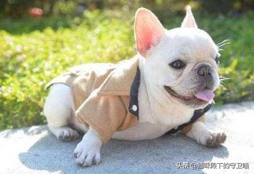 法斗犬掉毛是什么原因